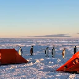 video-|-pinguins-nemen-poolshoogte-bij-survivaltraining-in-antarctica