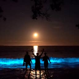 video-|-felblauwe-golven-vol-zeevonk-verlichten-baai-in-nieuw-zeeland