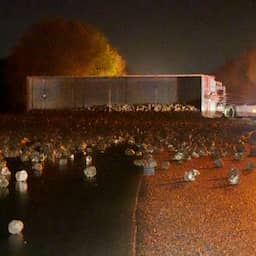 video-|-lading-suikerbieten-ligt-verspreid-over-a28-door-gekantelde-vrachtwagen